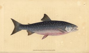 nieriä, Salvelinus alpinus alpinus (alppilohi, Salmo alpinus). Käsinvärinen kuparilevy, jonka on piirtänyt ja kaivertanut Edward Donovan teoksestaan Natural History of British Fishes, Donovan and F.C. ja J. Rivington, Lontoo tekijältä Edward Donovan