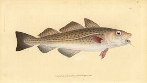 Atlantin turska tai turska. Gadus morhua. Haavoittuvainen. Käsinvärinen kuparilevy, jonka on piirtänyt ja kaivertanut Edward Donovan teoksestaan Natural History of British Fishes, Donovan and F.C. ja J. Rivington, Lontoo tekijältä Edward Donovan