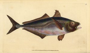piikkimakrilli, Trachurus trachurus (Scad, Scomber trachurus). Käsinvärinen kuparilevy, jonka on piirtänyt ja kaivertanut Edward Donovan teoksestaan Natural History of British Fishes, Donovan and F.C. ja J. Rivington, Lontoo tekijältä Edward Donovan