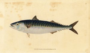 makrilli, Scomber scombrus (Mackarel, Scomber scombrus). Käsinvärinen kuparilevy, jonka on piirtänyt ja kaivertanut Edward Donovan teoksestaan Natural History of British Fishes, Donovan and F.C. ja J. Rivington, Lontoo tekijältä Edward Donovan