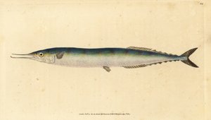 Atlantin saury, Scomberesox saurus saurus (Skipper hauki, Esox saurus). Käsinvärinen kuparilevy, jonka on piirtänyt ja kaivertanut Edward Donovan teoksestaan Natural History of British Fishes, Donovan and F.C. ja J. Rivington, Lontoo
