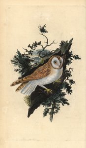 Pöllö, Tyto alba. Käsinvärinen kuparilevy, jonka on piirtänyt ja kaivertanut Edward Donovan omasta "British Birds -luonnonhistoriastaan", Lontoossa tekijältä Edward Donovan