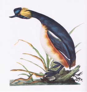 Black Necked Grebe, Nature in Britain julkaissut Collins, 1946.