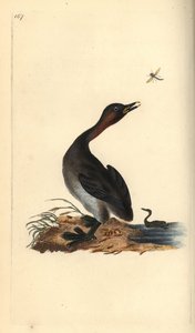 Mustaleukakurkku, Podiceps hebridicus. (Pieni grebe, Tachybaptus ruficollis?) Edward Donovanin piirtämä ja kaivertama käsinvärinen kuparilevy Lontoon omasta "British Birds -luonnonhistoriasta" tekijältä Edward Donovan