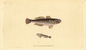Musta goby, Gobius niger. Käsinvärinen kuparilevy, jonka on piirtänyt ja kaivertanut Edward Donovan teoksestaan Natural History of British Fishes, Donovan and F.C. ja J. Rivington, Lontoo tekijältä Edward Donovan