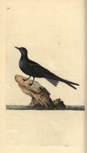 Mustatiira, Chlidonias niger. Käsinvärinen kuparilevy, jonka on piirtänyt ja kaivertanut Edward Donovan omasta "British Birds -luonnonhistoriastaan", Lontoossa tekijältä Edward Donovan