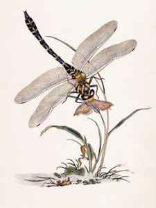 Boltonin Dragon-fly tekijältä Edward Donovan
