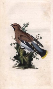Boreaalista jaspista. Bombycilla garrulus (Ampelis garrulus). Edward Donovanin (1768-1837) kuparikaiverrus, julkaistu Natural History of British Birdsissä, Lontoossa tekijältä Edward Donovan
