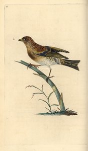 Brambling, Fringilla montifringilla. Käsinvärinen kuparilevy, jonka on piirtänyt ja kaivertanut Edward Donovan omasta "British Birds -luonnonhistoriastaan", Lontoossa tekijältä Edward Donovan