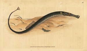 Leveäkorkoinen tai lyhyempi piippukala. Syngnathus tyfle. Käsinvärinen kuparilevy, jonka on piirtänyt ja kaivertanut Edward Donovan teoksestaan Natural History of British Fishes, Donovan and F.C. ja J. Rivington, Lontoo tekijältä Edward Donovan