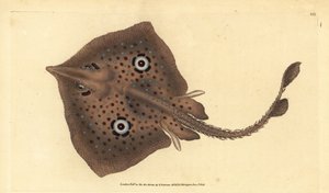 Ruskea luistin tai peilisäde, Raja miraletus. Käsinvärinen kuparilevy, jonka on piirtänyt ja kaivertanut Edward Donovan teoksestaan Natural History of British Fishes, Donovan and F.C. ja J. Rivington, Lontoo tekijältä Edward Donovan