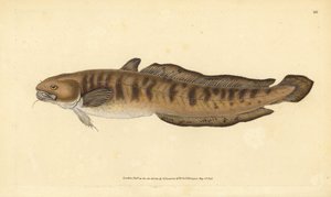 Burbot, Lota lota (Gadus lota). Käsinvärinen kuparilevy, jonka on piirtänyt ja kaivertanut Edward Donovan teoksestaan Natural History of British Fishes, Donovan and F.C. ja J. Rivington, Lontoo tekijältä Edward Donovan