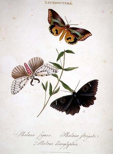 Perhoset: Phalaena Figura; Phalaena Strigata ja Phalaena Hieroglyphica, pubi. taiteilijan toimesta tekijältä Edward Donovan