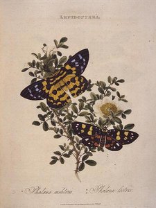 Perhoset: Phalaena Militaris, Phalaena Lectrix, pubi. taiteilijan toimesta tekijältä Edward Donovan