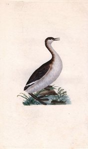 Castagny grebe. Tachybaptus ruficollis (Podiceps nigricans). Edward Donovanin (1768-1837) kuparikaiverrus, julkaistu Natural History of British Birdsissä, Lontoossa tekijältä Edward Donovan