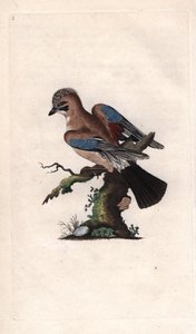 Chenes jay. Garrulus glandarius (Corvus glandarius). Edward Donovanin (1768-1837) kuparikaiverrus, julkaistu Natural History of British Birdsissä, Lontoossa tekijältä Edward Donovan