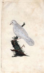 Chenes Jay. Garrulus glandarius. Edward Donovanin (1768-1837) kuparikaiverrus, julkaistu Natural History of British Birdsissä, Lontoossa tekijältä Edward Donovan