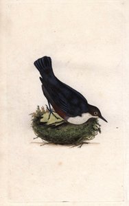 Cincle sukeltaja. Cinclus cinclus (Sturnus cinclus). Edward Donovanin (1768-1837) kuparikaiverrus, julkaistu Natural History of British Birdsissa, Lontoossa tekijältä Edward Donovan