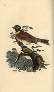 Sirkkusirkku, Emberiza cirlus. Käsinvärinen kuparilevy, jonka on piirtänyt ja kaivertanut Edward Donovan omasta "British Birds -luonnonhistoriastaan", Lontoossa tekijältä Edward Donovan