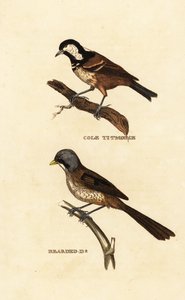 Hiilitiainen, Parus ater ja partakiina, Panurus biarmicus tekijältä Edward Donovan
