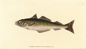 Hiilikala tai seiti, Pollachius virens (Gadus carbonarius). Käsinvärinen kuparilevy, jonka on piirtänyt ja kaivertanut Edward Donovan teoksestaan Natural History of British Fishes, Donovan and F.C. ja J. Rivington, Lontoo tekijältä Edward Donovan