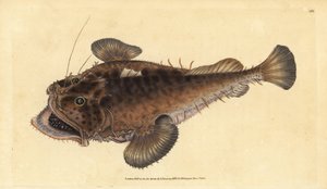 Tavallinen onkija, Lophius piscatorius. Käsinvärinen kuparilevy, jonka on piirtänyt ja kaivertanut Edward Donovan teoksestaan Natural History of British Fishes, Donovan and F.C. ja J. Rivington, Lontoo