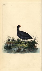Nokka, Fulica atra. Käsinvärinen kuparilevy, jonka on piirtänyt ja kaivertanut Edward Donovan omasta "British Birds -luonnonhistoriastaan", Lontoossa tekijältä Edward Donovan