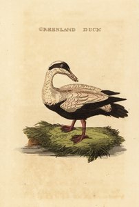 Haahka, Somateria tekijältä Edward Donovan
