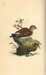 Harmaa pellava, Carduelis cannabina. Käsinvärinen kuparilevy, jonka on piirtänyt ja kaivertanut Edward Donovan omasta "British Birds -luonnonhistoriastaan", Lontoossa tekijältä Edward Donovan