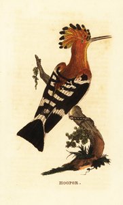 Tavallinen hoopoe, Upupa epops tekijältä Edward Donovan