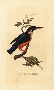 Tavallinen kuningaskala, Alcedo atthis tekijältä Edward Donovan