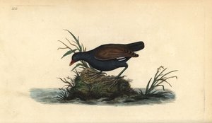 Nummikana, Gallinula chloropus. Käsinvärinen kuparilevy, jonka on piirtänyt ja kaivertanut Edward Donovan omasta "British Birds -luonnonhistoriastaan", Lontoossa tekijältä Edward Donovan