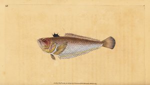 Tavallinen tai isompi viiri, Trachinus draco. Käsinvärinen kuparilevy, jonka on piirtänyt ja kaivertanut Edward Donovan teoksestaan Natural History of British Fishes, Donovan and F.C. ja J. Rivington, Lontoo tekijältä Edward Donovan