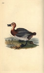 Pochard tai punatukkainen wigeon, Aythra ferina (naaras). Käsinvärinen kuparilevy, jonka on piirtänyt ja kaivertanut Edward Donovan omasta "British Birds -luonnonhistoriastaan", Lontoossa tekijältä Edward Donovan