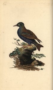 Kottarainen, Sturnus vulgaris. Käsinvärinen kuparilevy, jonka on piirtänyt ja kaivertanut Edward Donovan omasta "British Birds -luonnonhistoriastaan", Lontoossa tekijältä Edward Donovan