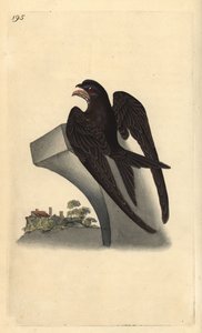 Tavallinen swift, Apus apus. Käsinvärinen kuparilevy, jonka on piirtänyt ja kaivertanut Edward Donovan omasta "British Birds -luonnonhistoriastaan", Lontoossa tekijältä Edward Donovan