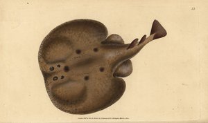 Tavallinen torpedo tai silmäinen sähkösäde, Raja torpedo. Käsinvärinen kuparilevy, jonka on piirtänyt ja kaivertanut Edward Donovan teoksestaan Natural History of British Fishes, Donovan and F.C. ja J. Rivington, Lontoo tekijältä Edward Donovan