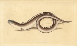 Muraena conger, Muraena conger. Edward Donovanin käsin piirtämä ja kaiverrettu kuparilevy teoksesta Natural History of British Fishes, Donovan and F.C. and J. Rivington, Lontoo. tekijältä Edward Donovan