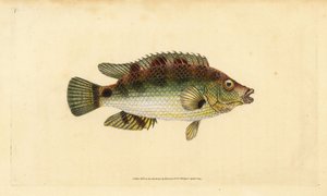 Corkwing wrasse, Symphodus melops (Goldfinny, Labrus cornubius). Käsinvärinen kuparilevy, jonka on piirtänyt ja kaivertanut Edward Donovan teoksestaan Natural History of British Fishes, Donovan and F.C. ja J. Rivington, Lontoo tekijältä Edward Donovan