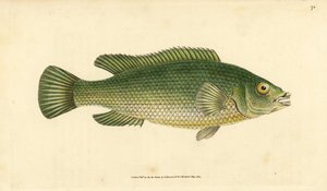 Käkivihreä, Labrus mixtus (Streaked wrasse, Labrus lineatus). Käsinvärinen kuparilevy, jonka on piirtänyt ja kaivertanut Edward Donovan teoksestaan Natural History of British Fishes, Donovan and F.C. ja J. Rivington, Lontoo tekijältä Edward Donovan