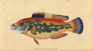 Käkipuikko, Labrus mixtus (Raidallinen wrasse, Labrus variegatus). Käsinvärinen kuparilevy, jonka on piirtänyt ja kaivertanut Edward Donovan teoksestaan Natural History of British Fishes, Donovan and F.C. ja J. Rivington, Lontoo tekijältä Edward Donovan