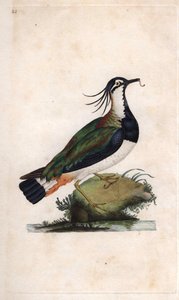 Cuppa Lapwing. Vanellus vanellus (Tringa vanellus). Edward Donovanin (1768-1837) kuparikaiverrus, julkaistu Natural History of British Birdsissä, Lontoossa tekijältä Edward Donovan
