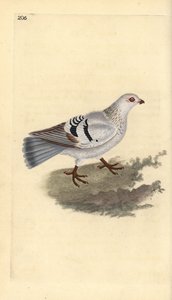 Kotikyyhkynen, Columba livia domestica. Käsinvärinen kuparilevy, jonka on piirtänyt ja kaivertanut Edward Donovan omasta "British Birds -luonnonhistoriastaan", Lontoossa tekijältä Edward Donovan