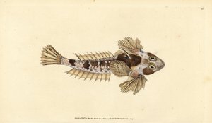 Lohikäärme, Callionymus lyra (Sordid lohikäärme, Callionymus dracunculus). Käsinvärinen kuparilevy, jonka on piirtänyt ja kaivertanut Edward Donovan teoksestaan Natural History of British Fishes, Donovan and F.C. ja J. Rivington, Lontoo tekijältä Edward Donovan