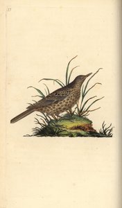 Dusky Lark, Pinarocorys nigricans. Käsinvärinen kuparilevy, jonka on piirtänyt ja kaivertanut Edward Donovan omasta "British Birds -luonnonhistoriastaan", Lontoossa tekijältä Edward Donovan