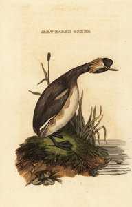 Korvavire tai sarvivire, aikuinen, Podiceps auritus tekijältä Edward Donovan