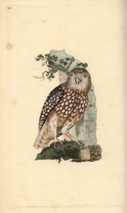 Pygmypöllö, Glaucidium passerinum. Käsinvärinen kuparilevy, jonka on piirtänyt ja kaivertanut Edward Donovan omasta "British Birds -luonnonhistoriastaan", Lontoossa tekijältä Edward Donovan