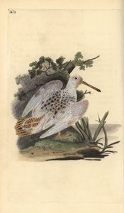 Euraasian jalkakurkku, Scolopax rusticola. Käsinvärinen kuparilevy, jonka on piirtänyt ja kaivertanut Edward Donovan omasta "British Birds -luonnonhistoriastaan", Lontoossa tekijältä Edward Donovan