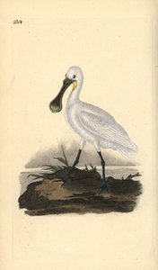 Euraasian tai tavallinen lusikkanokka, Platalea leucorodia. Käsinvärinen kuparilevy, jonka on piirtänyt ja kaivertanut Edward Donovan omasta "British Birds -luonnonhistoriastaan", Lontoossa tekijältä Edward Donovan