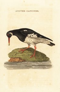 Euraasian osterisippo, Haematopus ostralegus tekijältä Edward Donovan